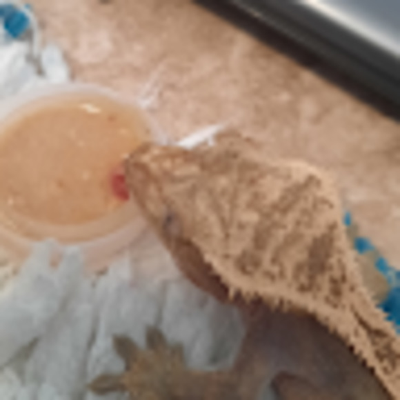 Meet your Posher, Isabelle - Picture 1 of 1